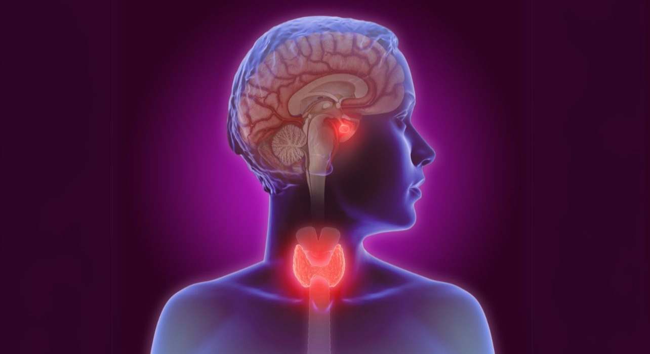 Sistema endocrino