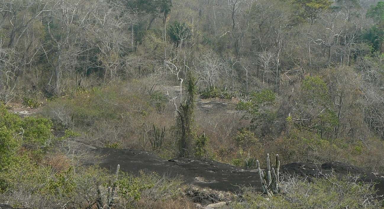 Bosque tropical seco