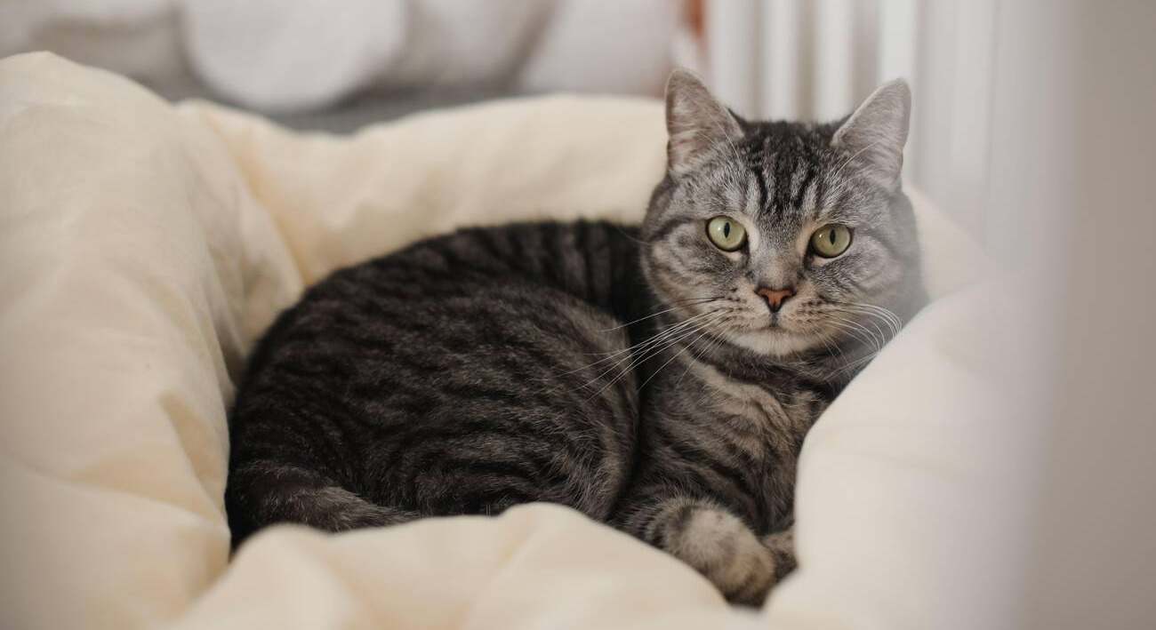 App detecta con IA si tu gato está enfermo