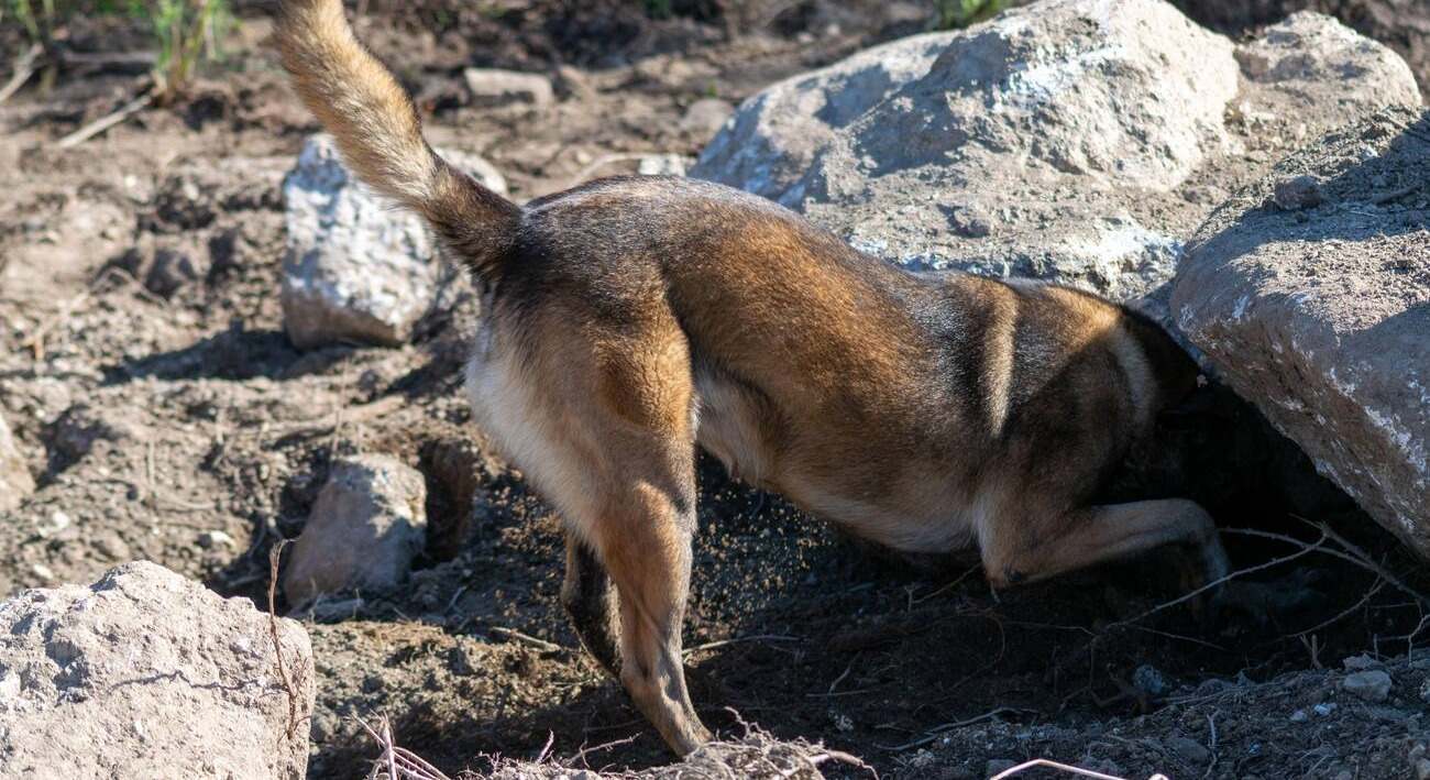 Perro rebuscando bajo la roca
