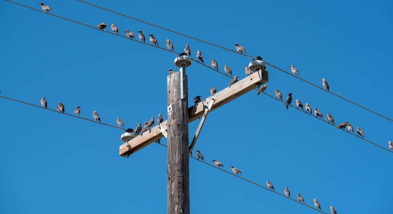 Por qué los pájaros no se electrocutan cuando se posan los cables de alta tensión