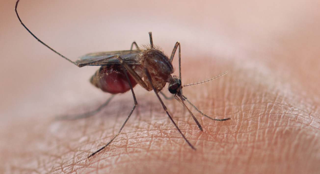 Algunas enfermedades se transmiten a través de la picadura de los mosquitos. Descubre en este artículo que enfermedades son.