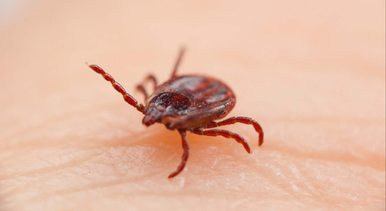 ¿Por qué son peligrosas las garrapatas y como puedes prevenir su picadura? Te lo contamos en este post.