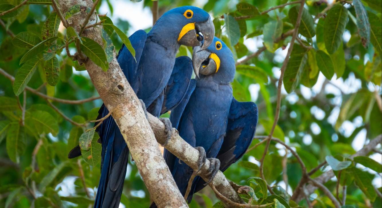 La psitacosis o 'gripe del loro' es una enfermedad infecciosa transmitida de aves a humanos y que en casos graves puede resultar mortal. Te contamos sus síntomas y los posibles tratamientos para combatir la enfermedad.