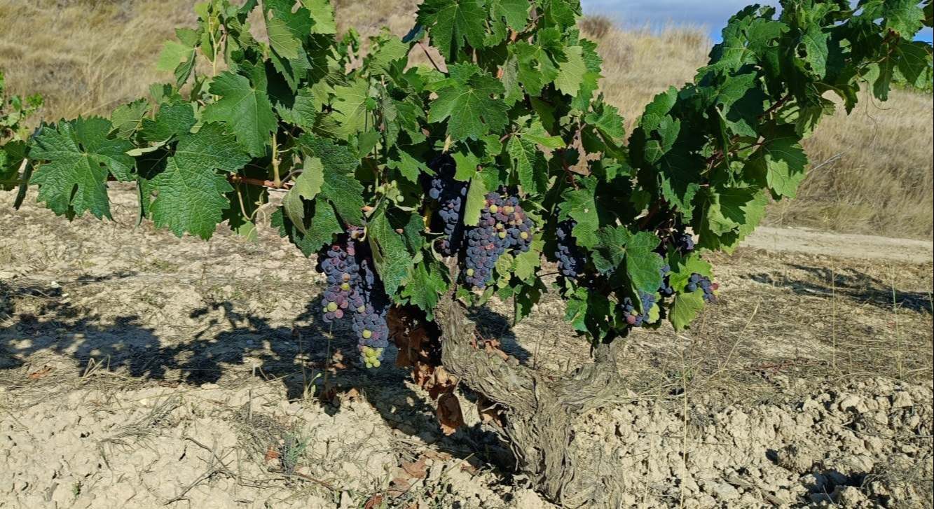 Viñedo en Álava