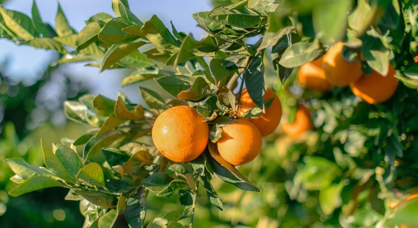 Naranjas en un árbol.