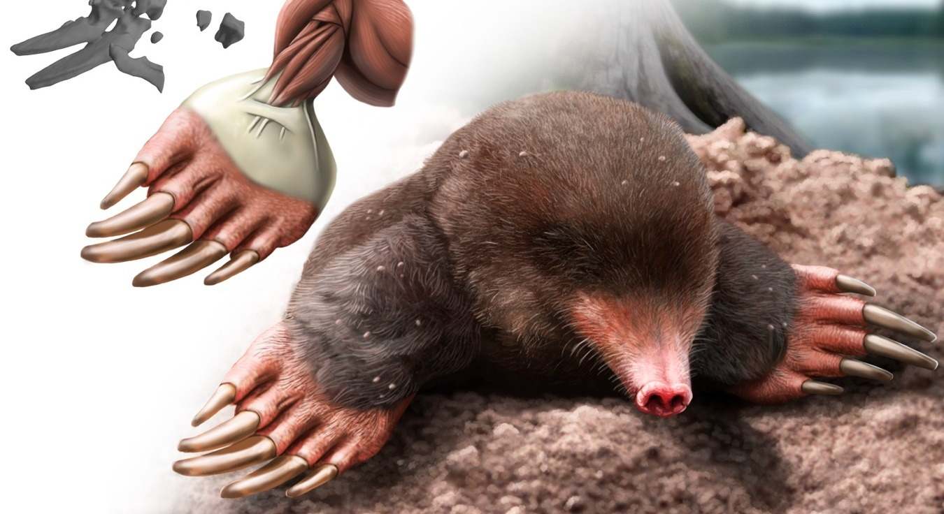 Investigadores descubren una nueva especie de topo.