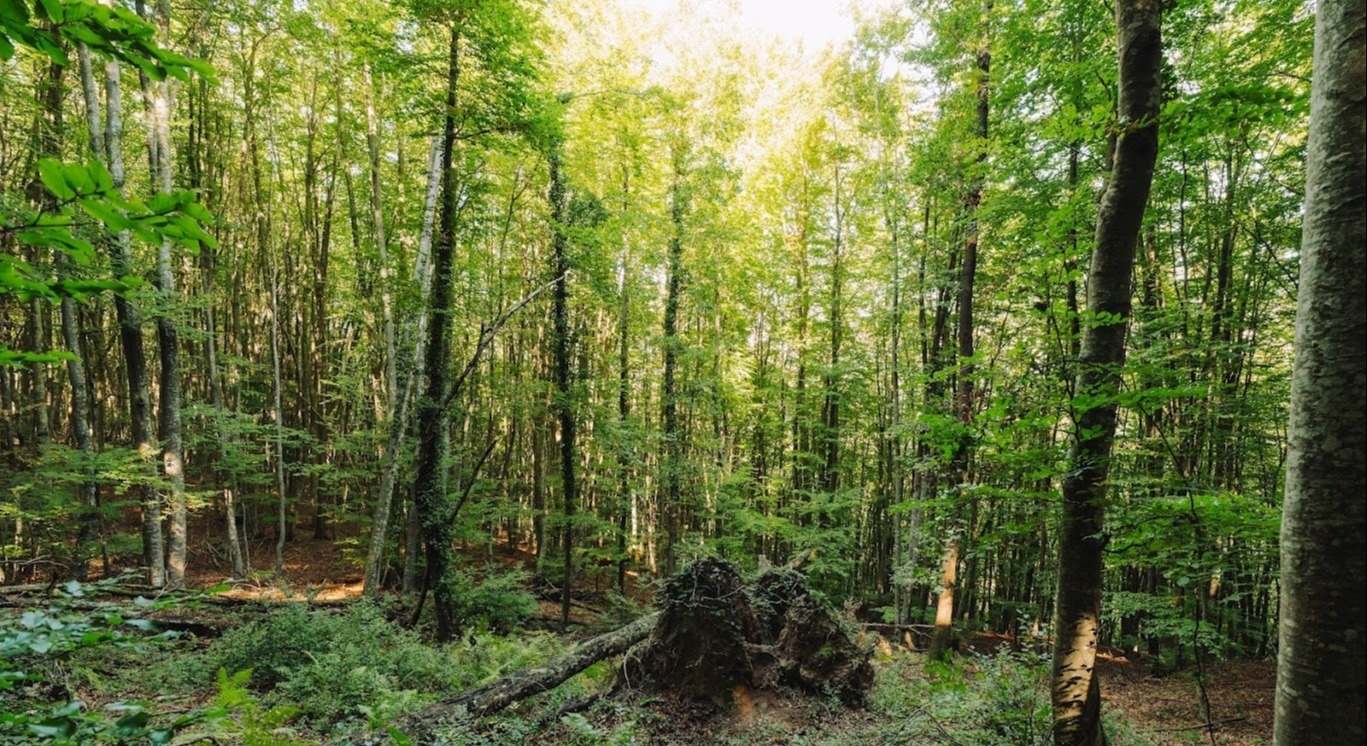 Imagen de un bosque