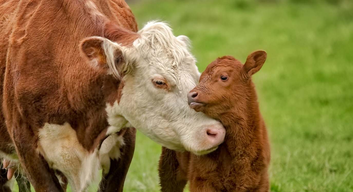 Una vaca y su ternero