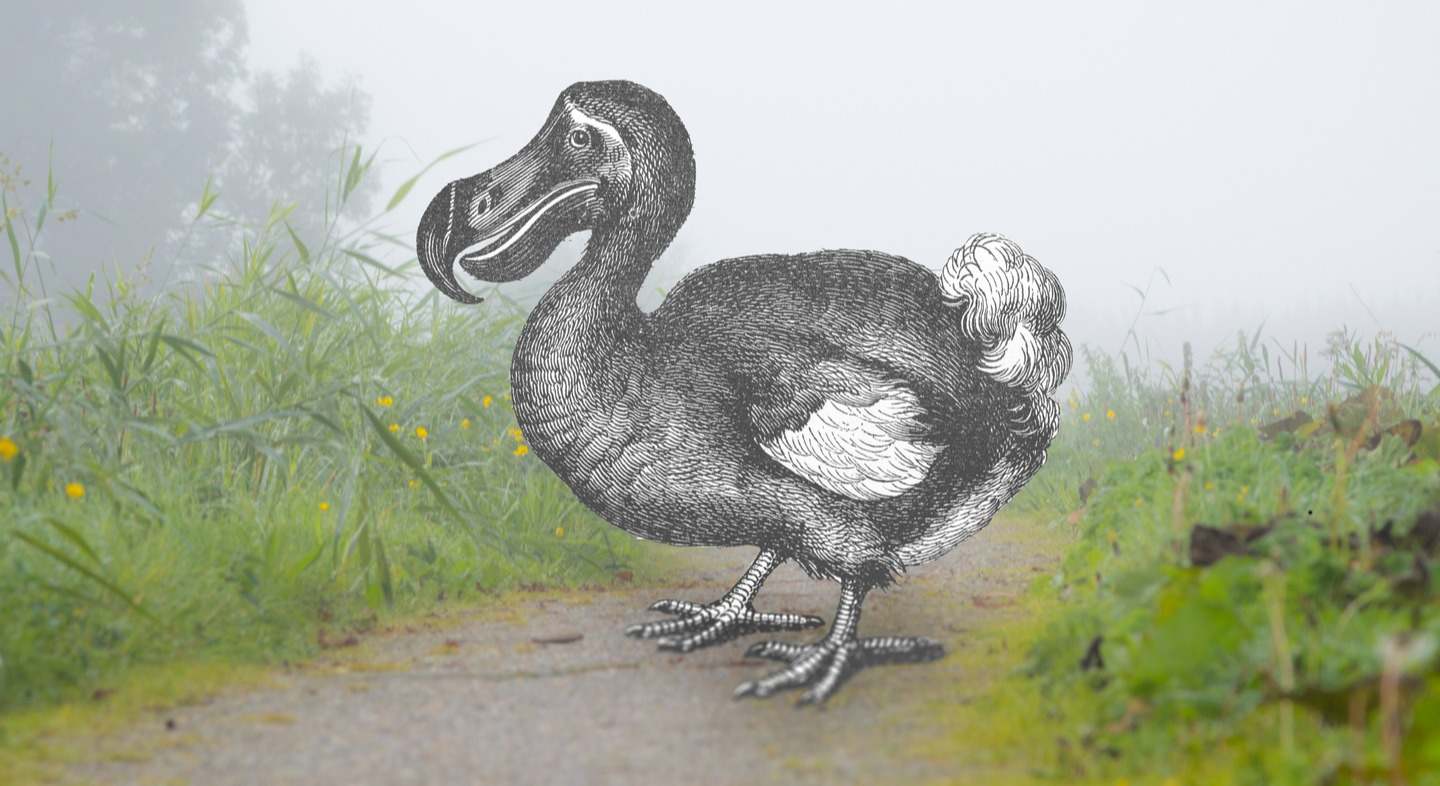 Recreación de un dodo