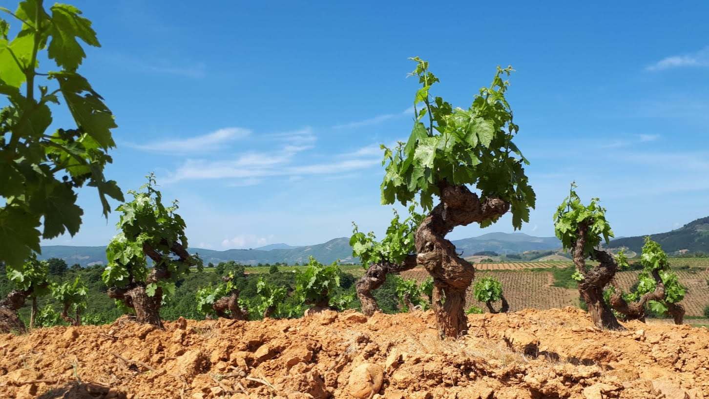 Un viñedo valenciano.