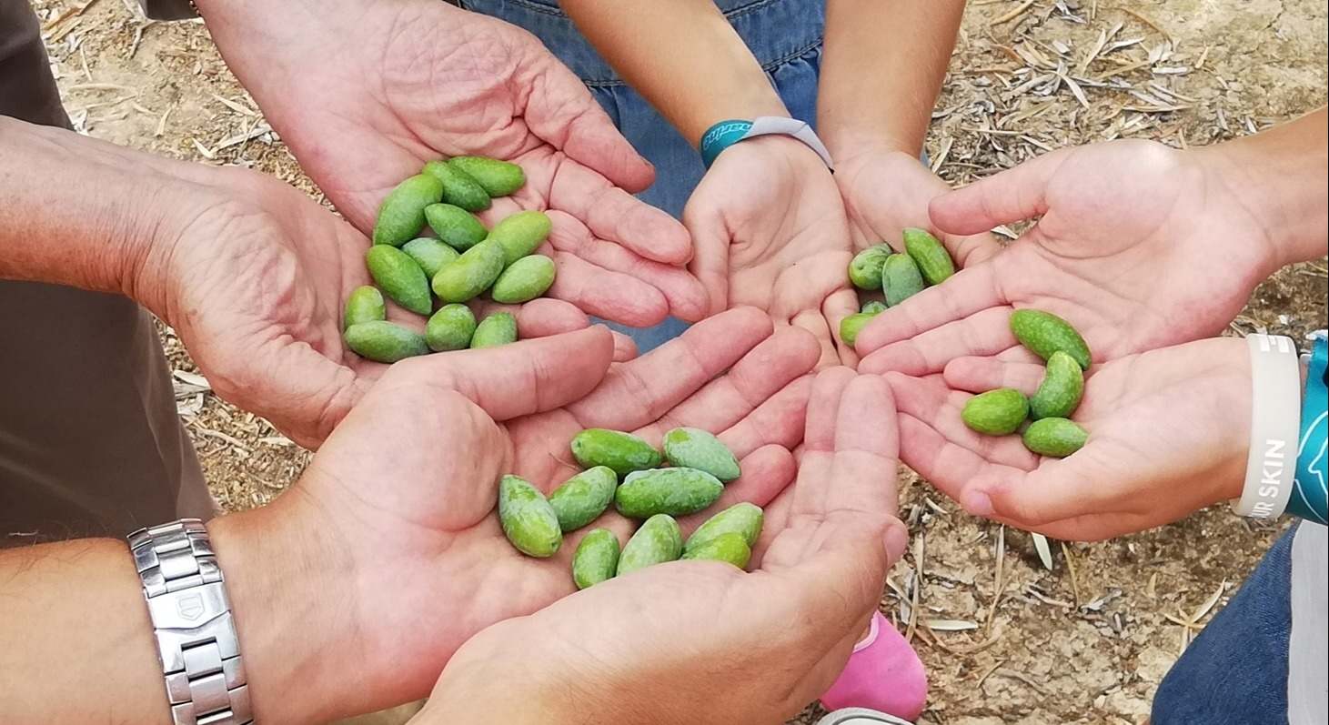 Tres generaciones de una familia muestran aceitunas de su cosecha.