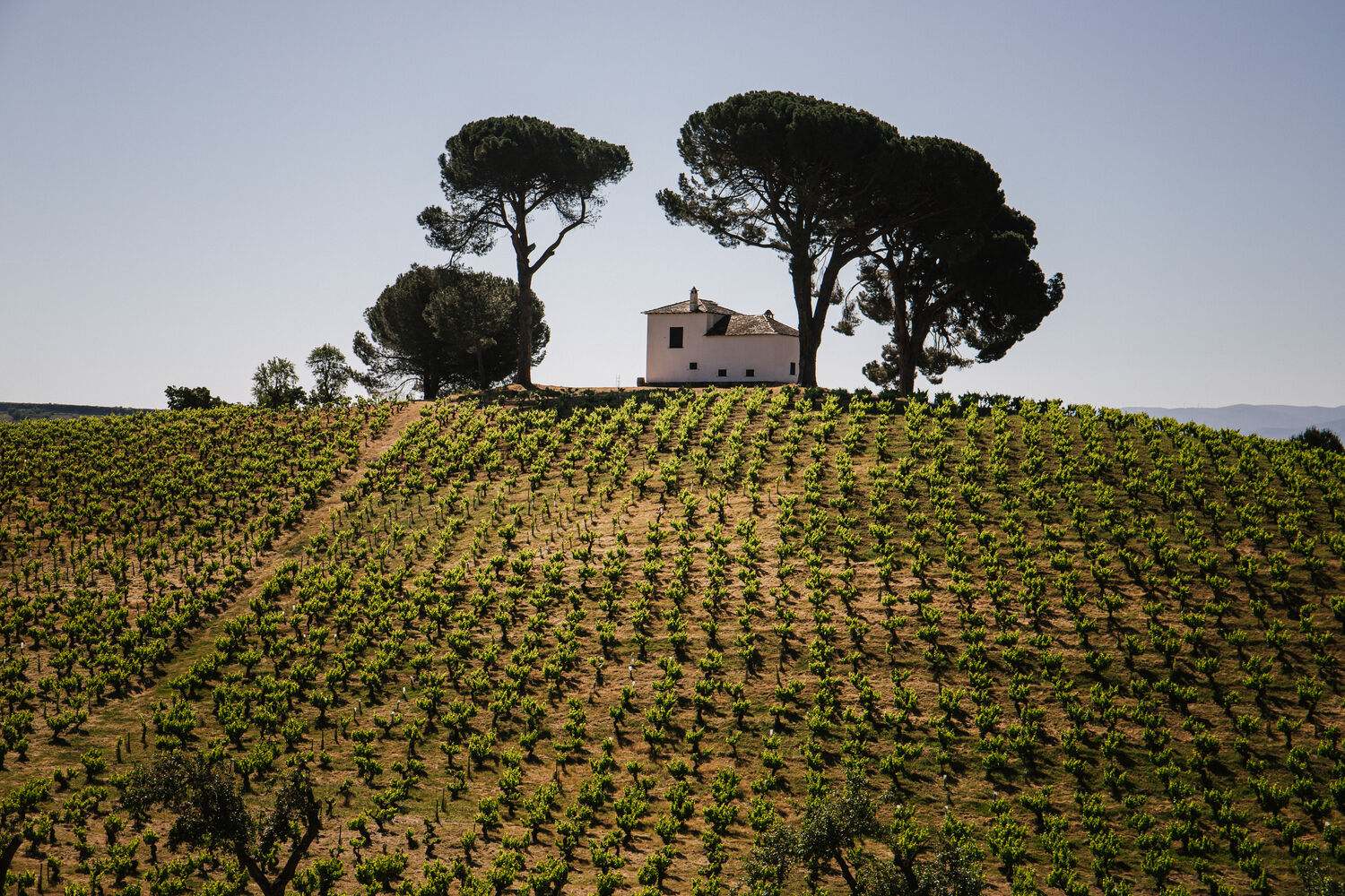 Viñedo en el Bierzo