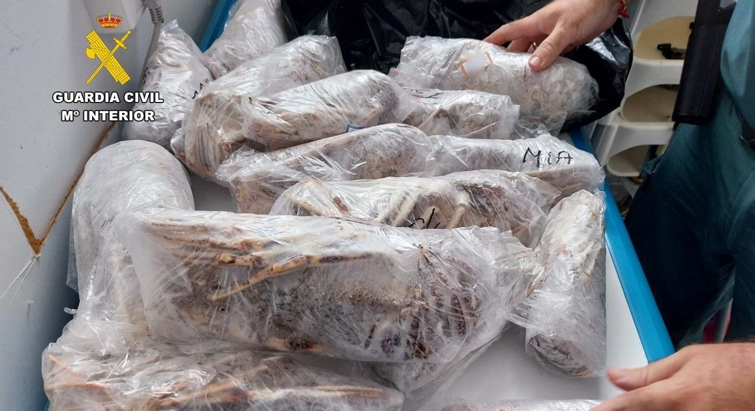 La Guardia Civil interviene 35 kilos de producto pesquero ilegal en un restaurante de Santa Pola (Alicante).