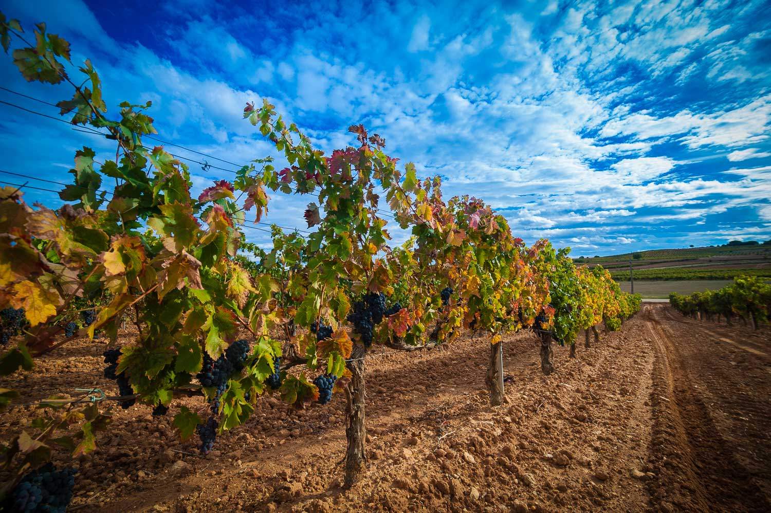 VinedosRiberaDuero.jpg