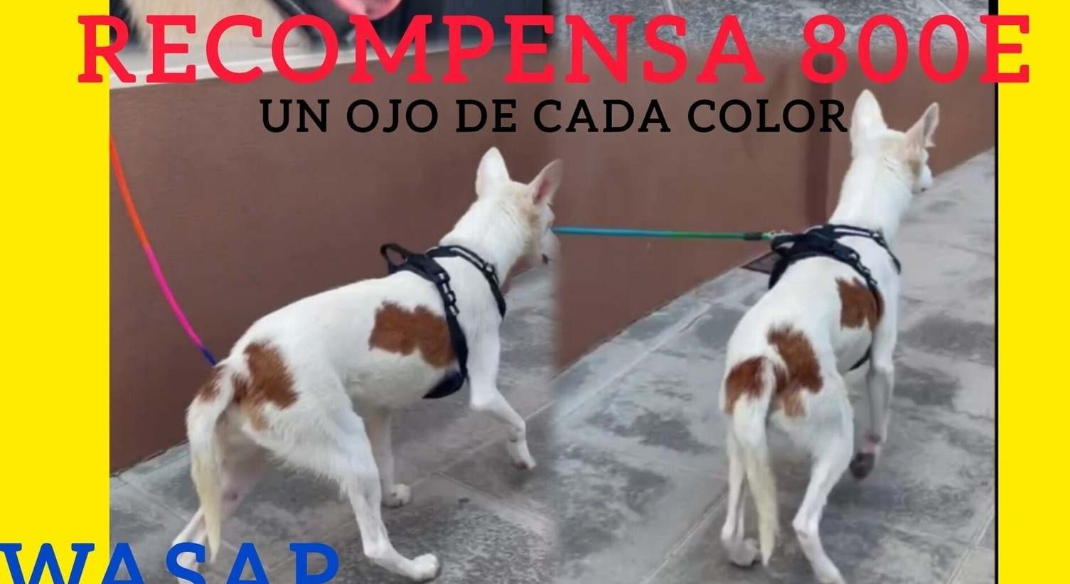 Mozart es el único perrito que falta por recuperar y piden ayuda para ello a la ciudadanía.