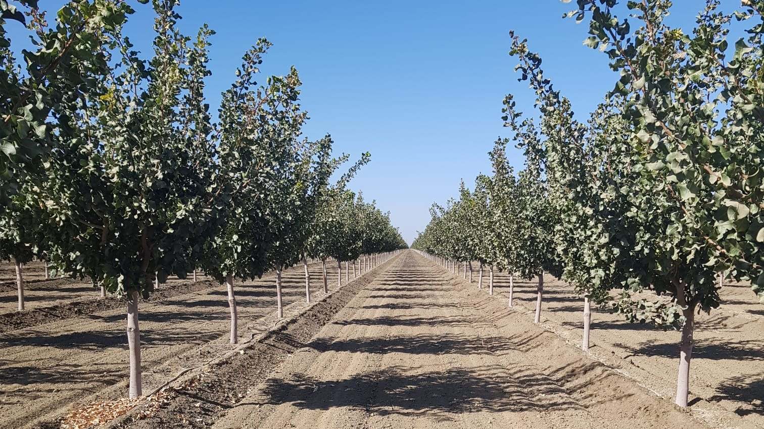Campo de pistachos en Albacete.