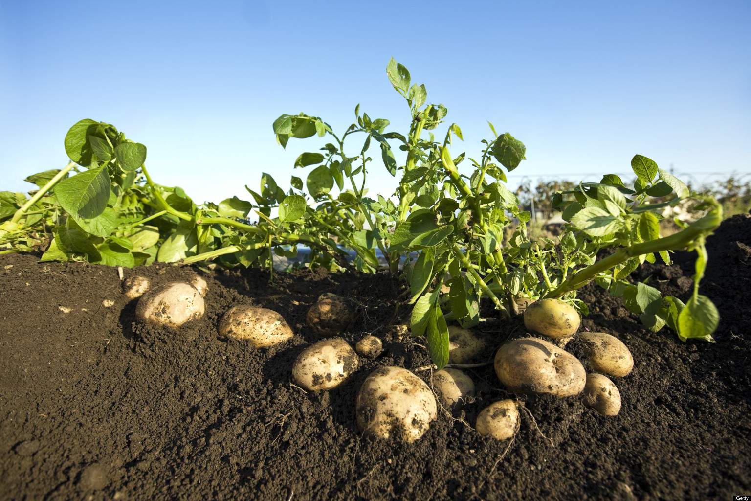 Patatas-en-campo.jpg