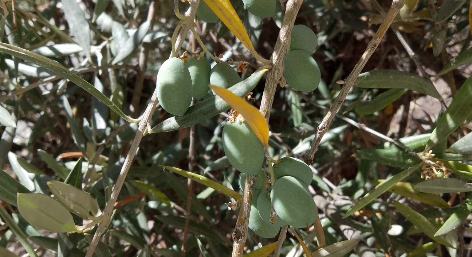 Aceitunas en un olivar de Las Villas en Jaén.