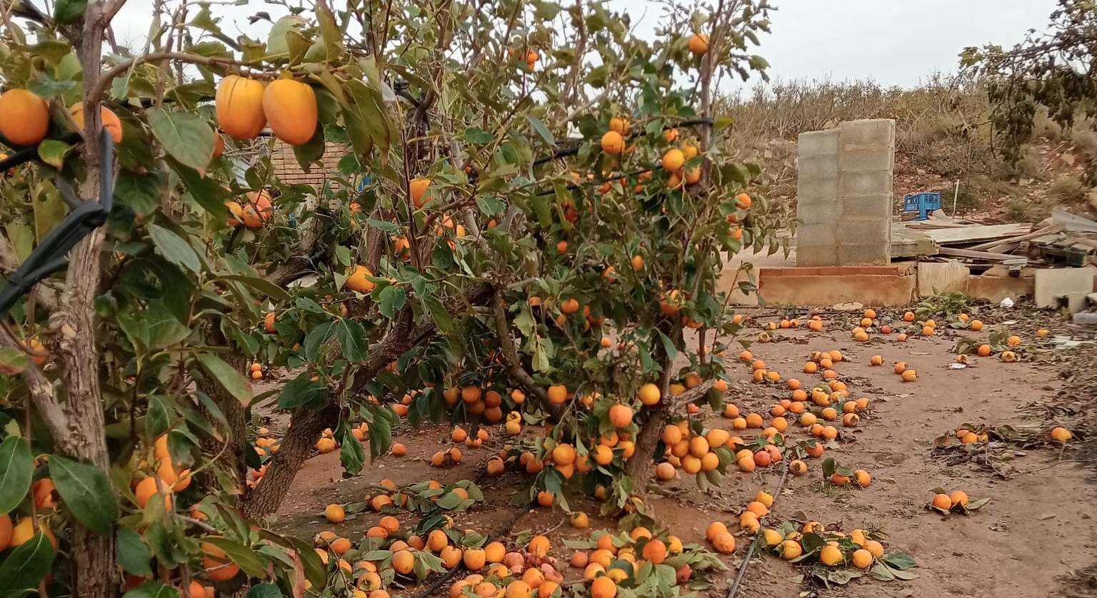 Daños en un campo de caquis.