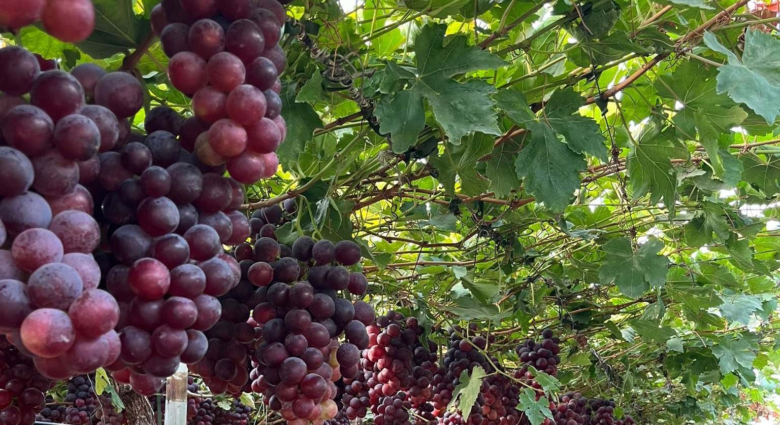 Plantación de uvas de Ecosac