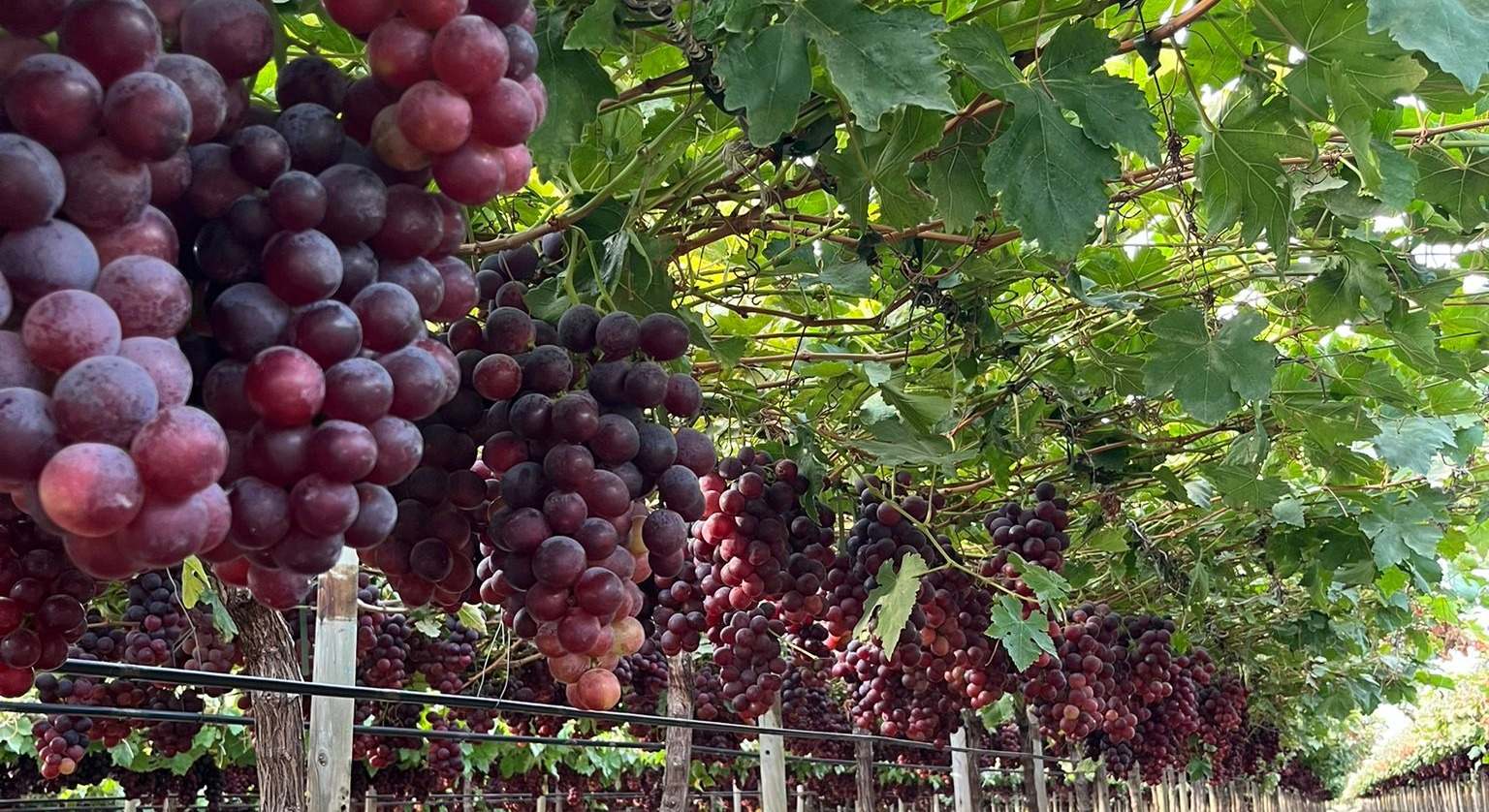 Plantaciones de uva de Ecosac, incluida en la nueva plataforma.