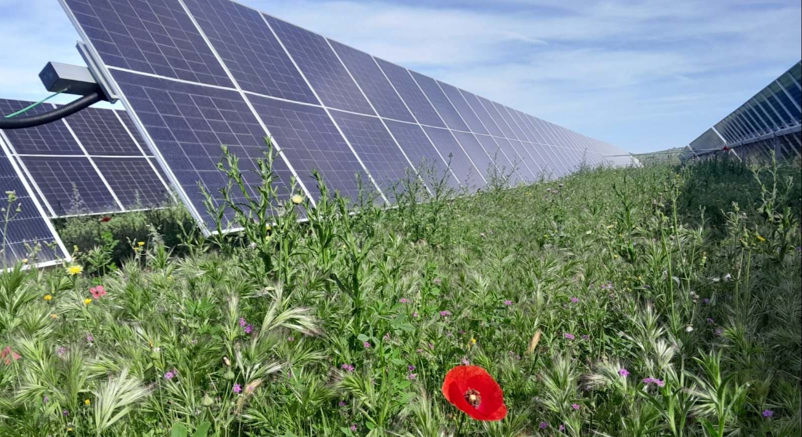 Planta fotovoltaica Guadacano de Ignis en Málaga.