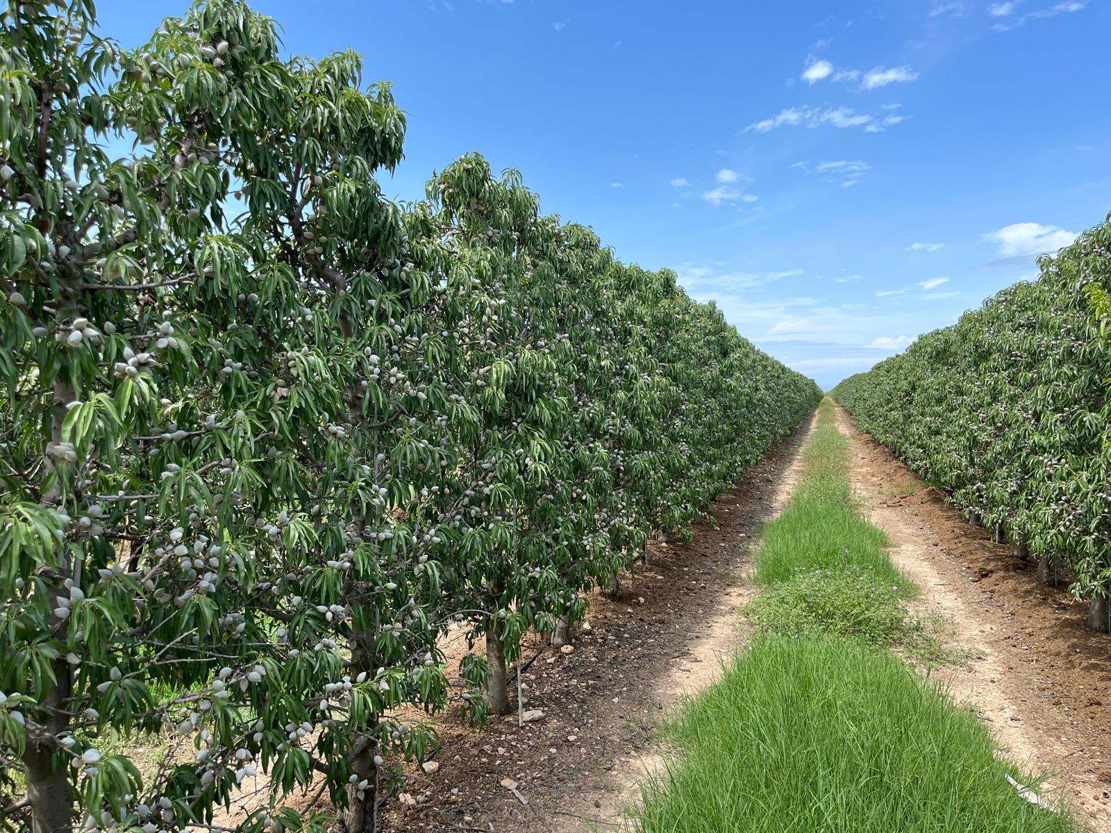 Plantación de almendro