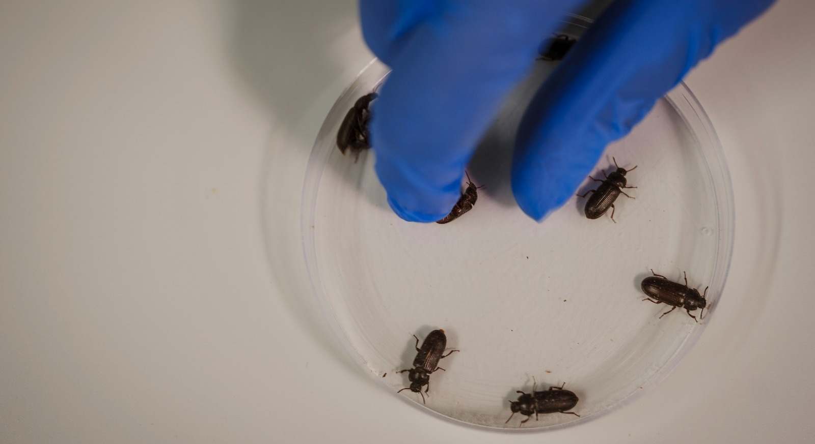 Tenebrio molitor en su fase adulta de escarabajo