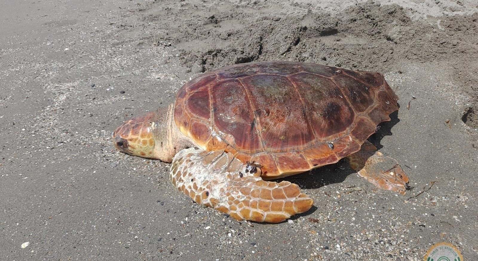 Tortuga recuperada en la playa de El Zapillo, en Almería.