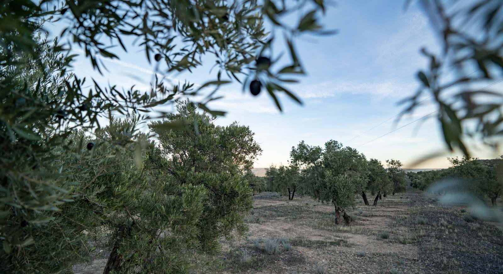 Olivar andaluz