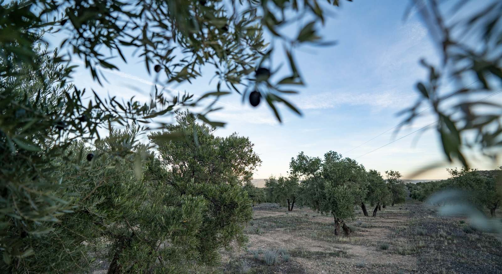 Paisaje de olivar andaluz. Fernando Ruso