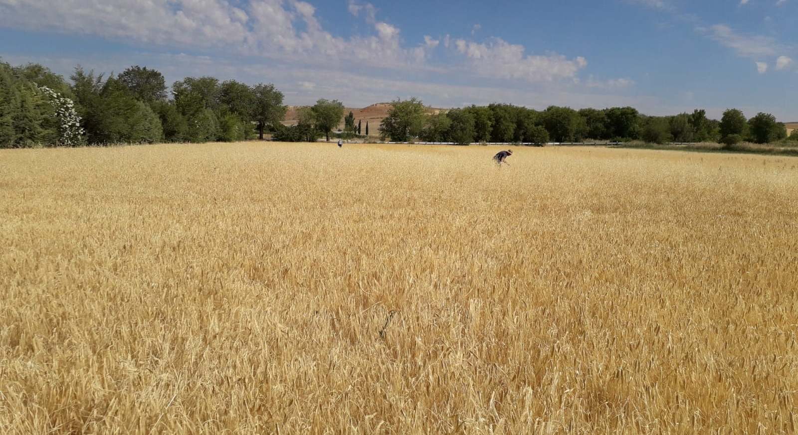 Campo de cereal