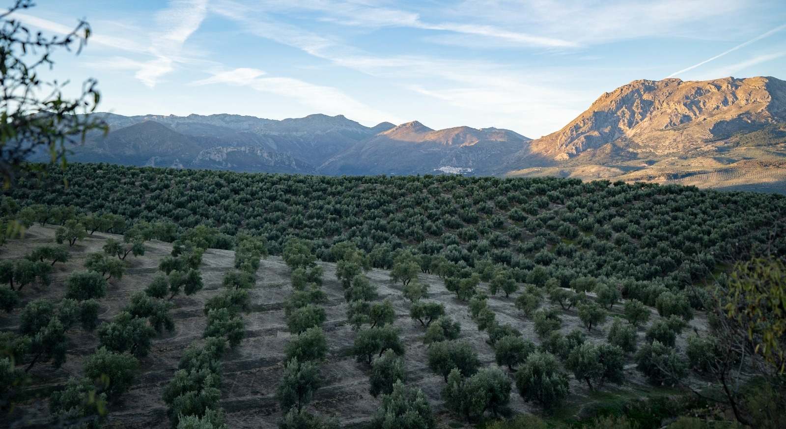 Paisaje de olivar andaluz.