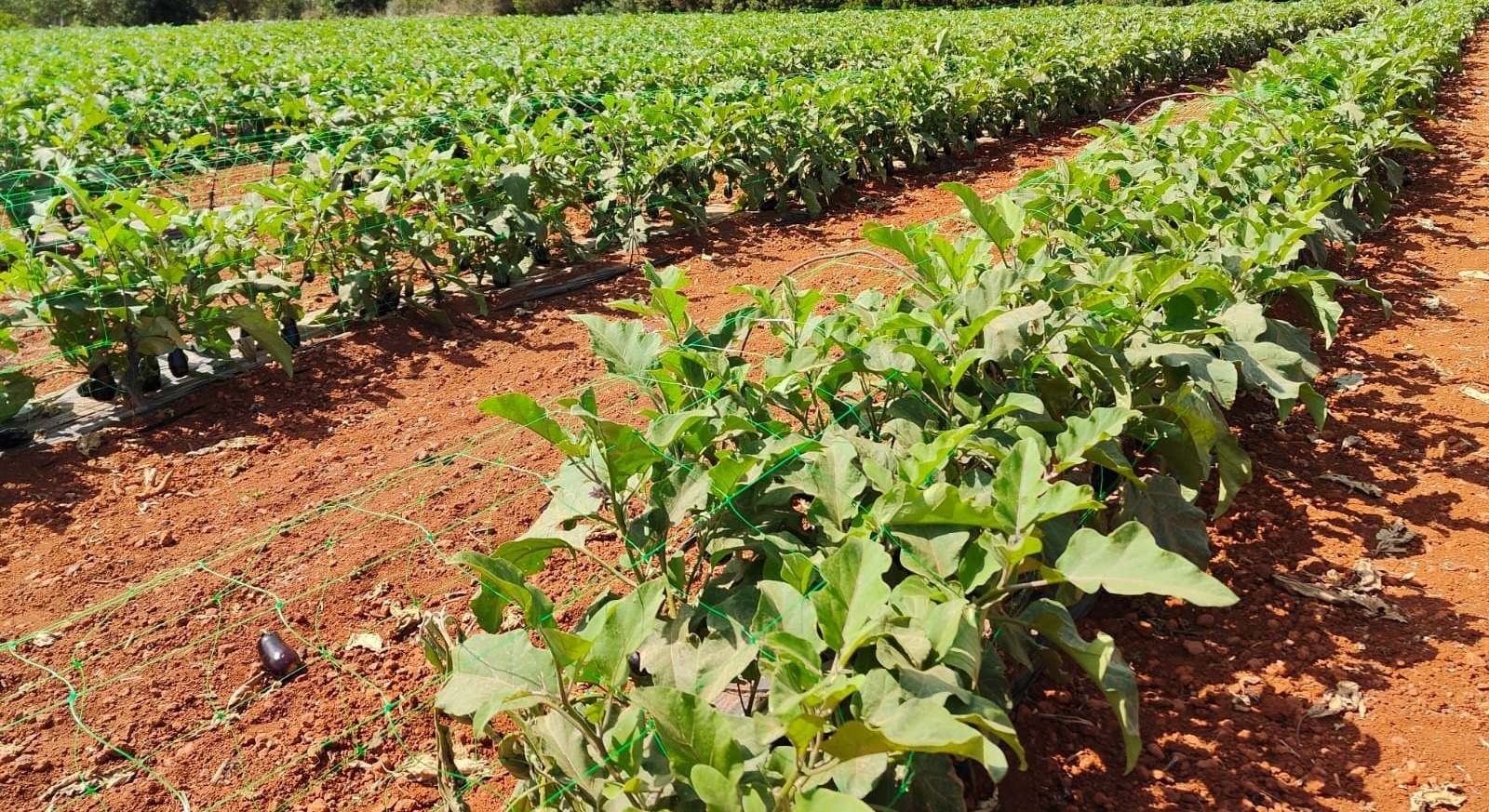 Plantaciones