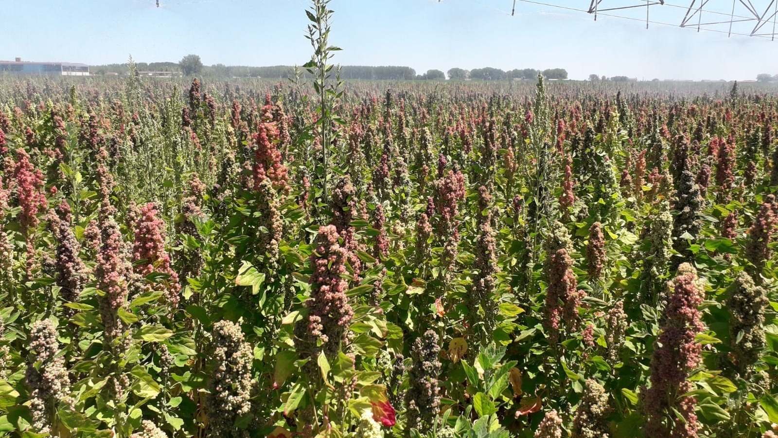 Plantación de quinoa