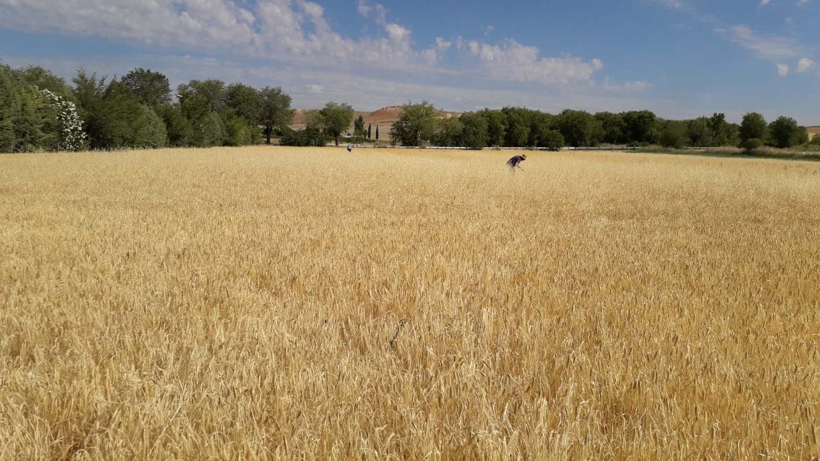 Campo de cereal