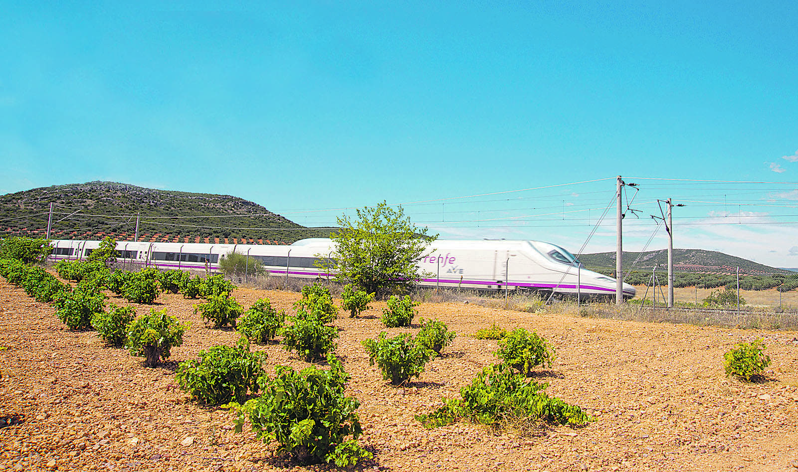ave-toldo.jpg