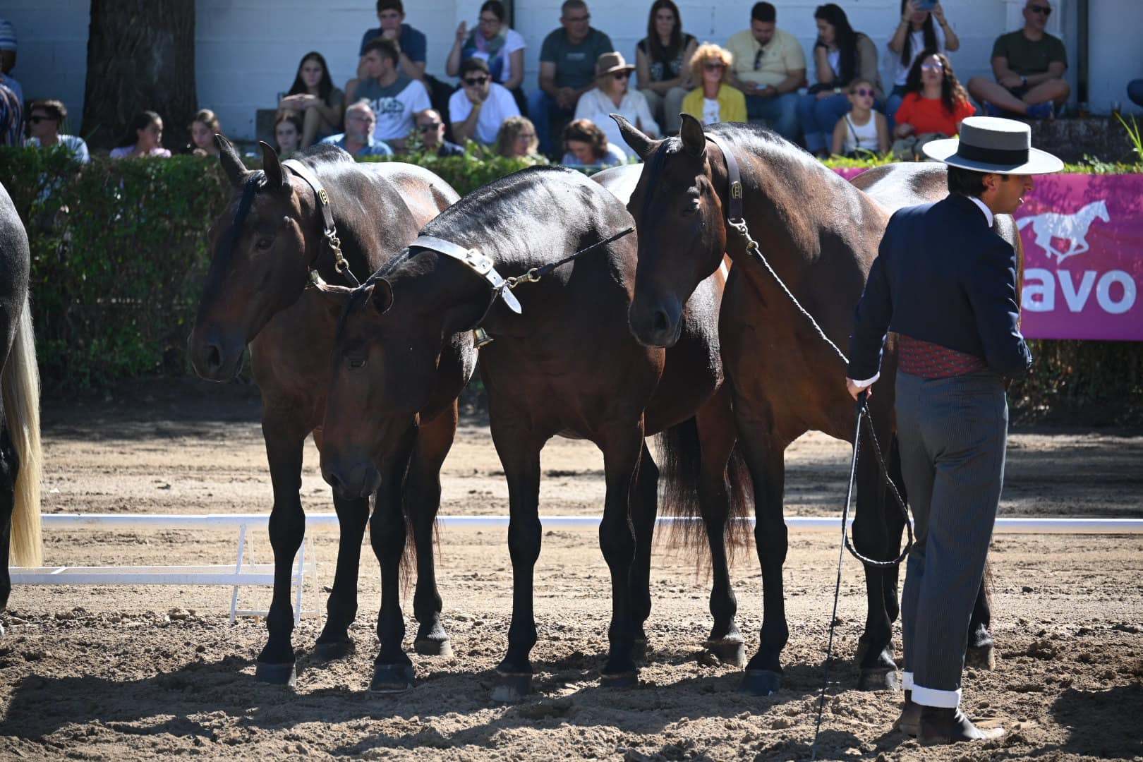 Ganado Equino, Pura Raza Española