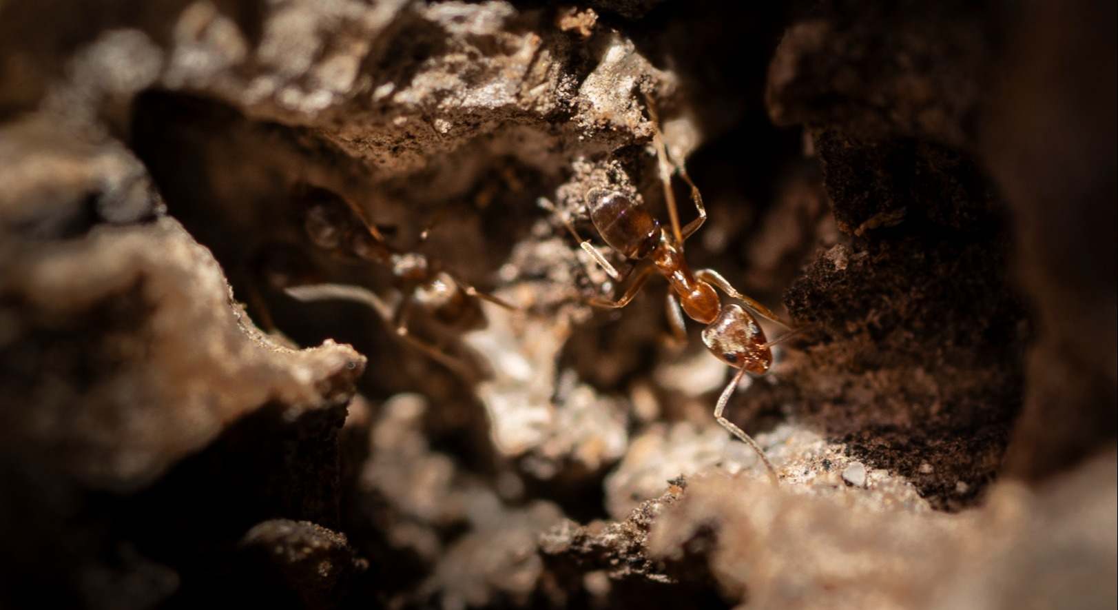 La hormiga argentina (Linepithema humile)