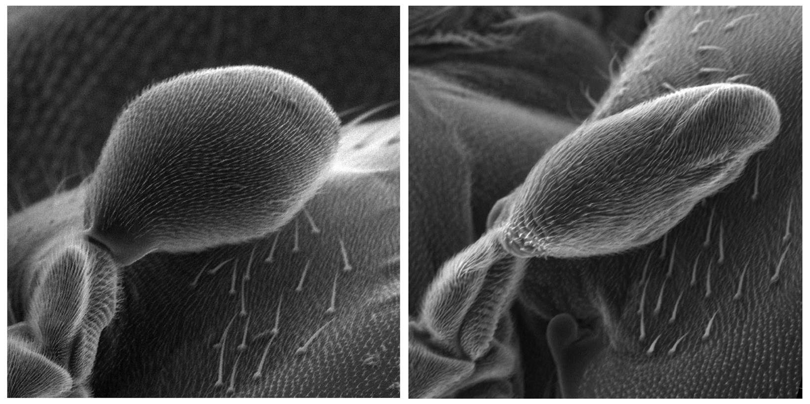 Imagen de microscopía electrónica que muestra un halterio desarrollado en condiciones normales (izquierda) y un halterio deformado en un modelo de mosca de la fruta modificado genéticamente (derecha).
