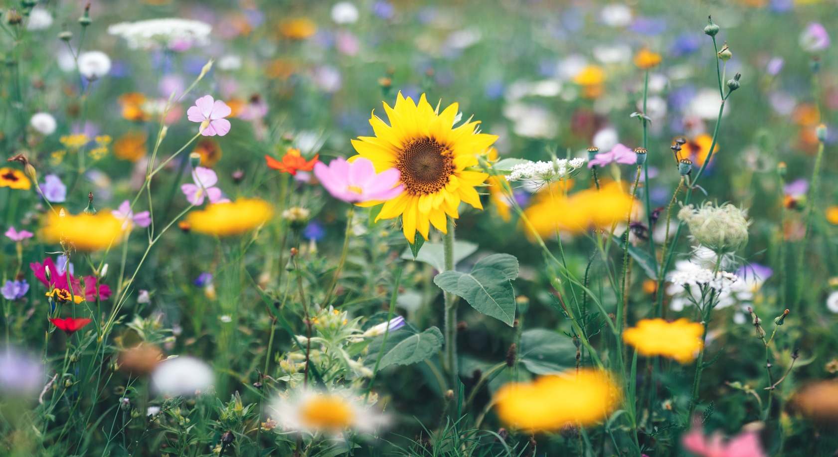 Girasol silvestre o acahual