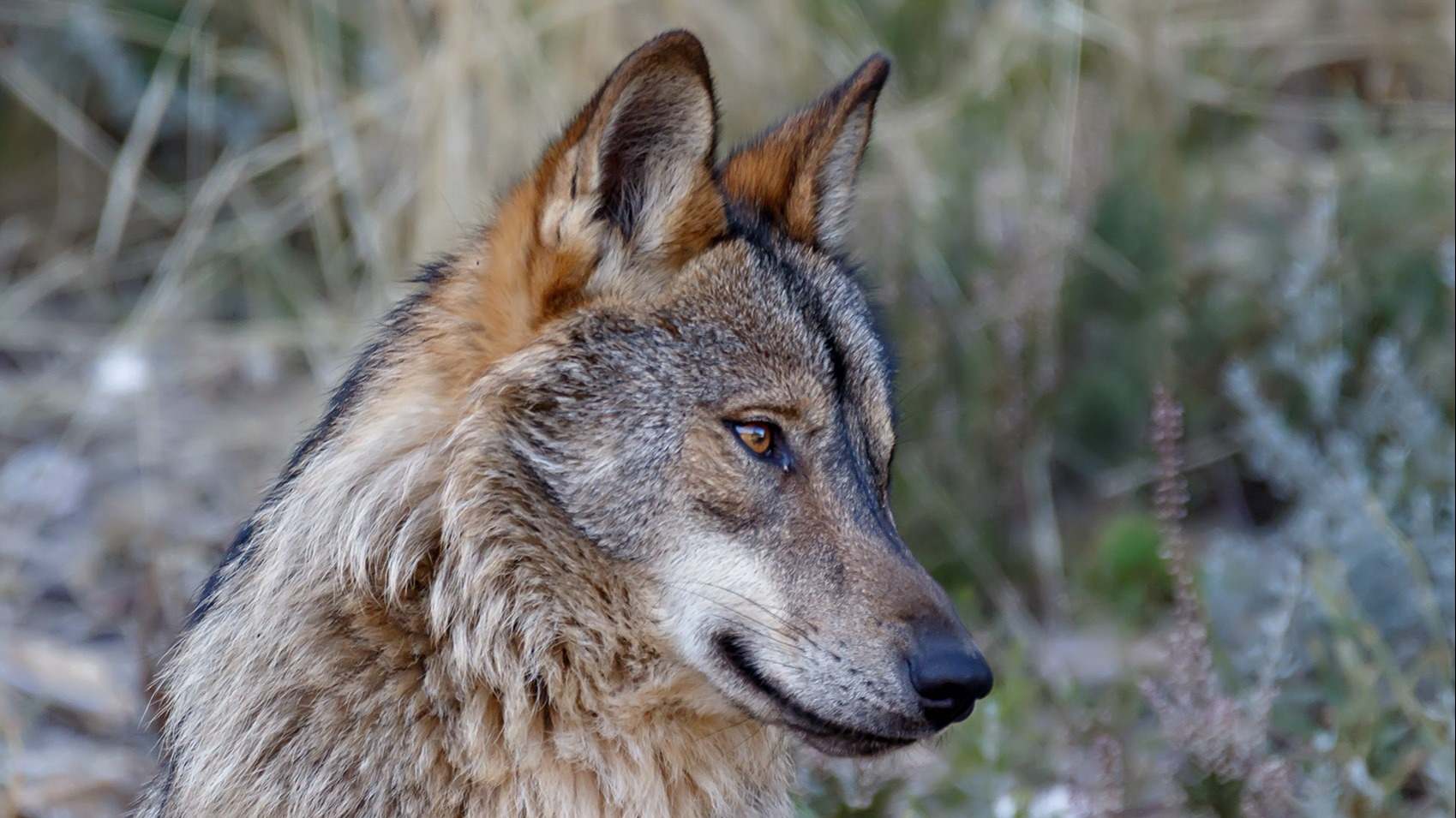 Un ejemplar de lobo.