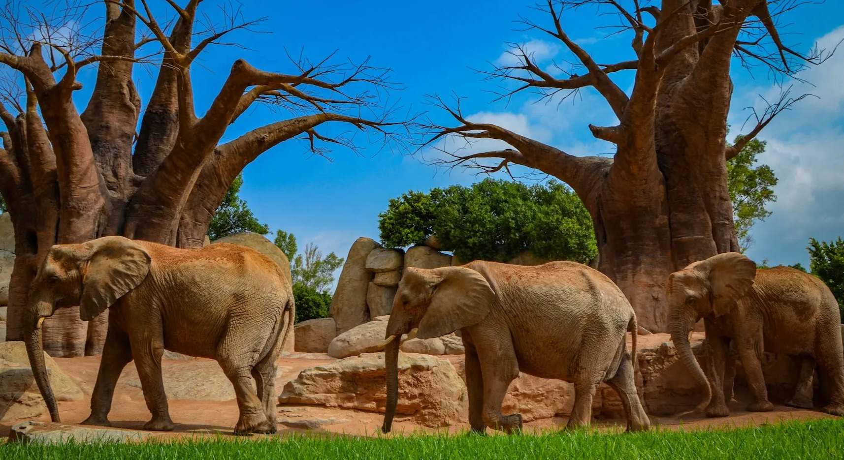 Elefantes en el Bioparc de Valencia.