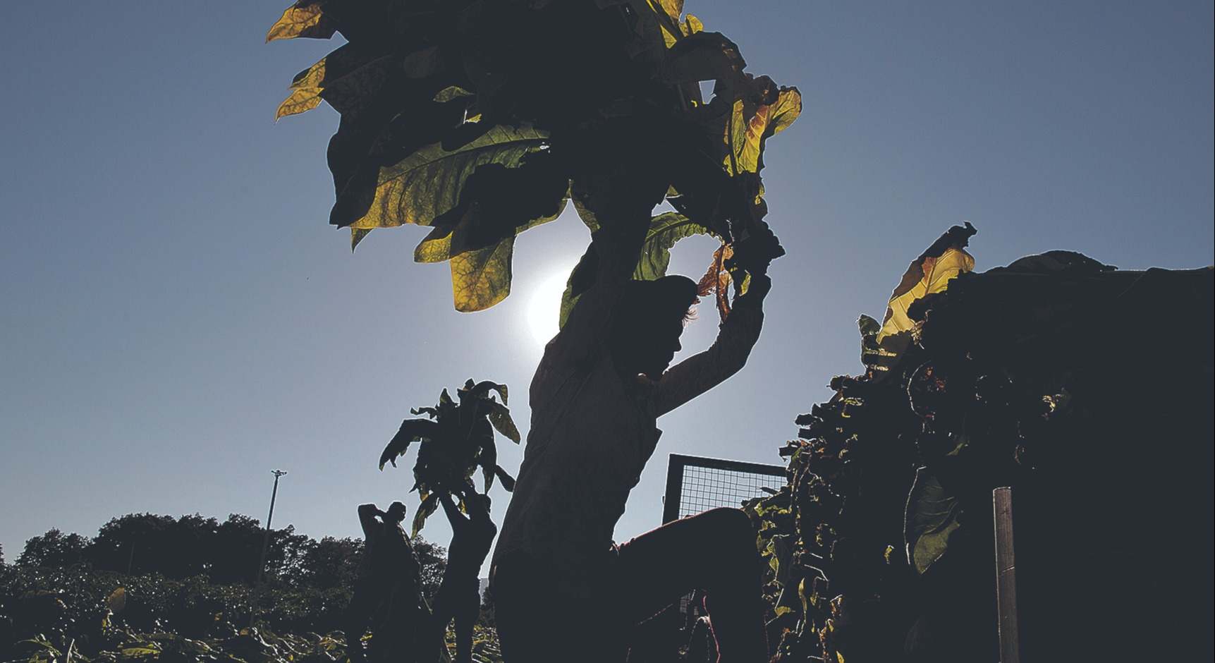 Cultivo de Tabaco