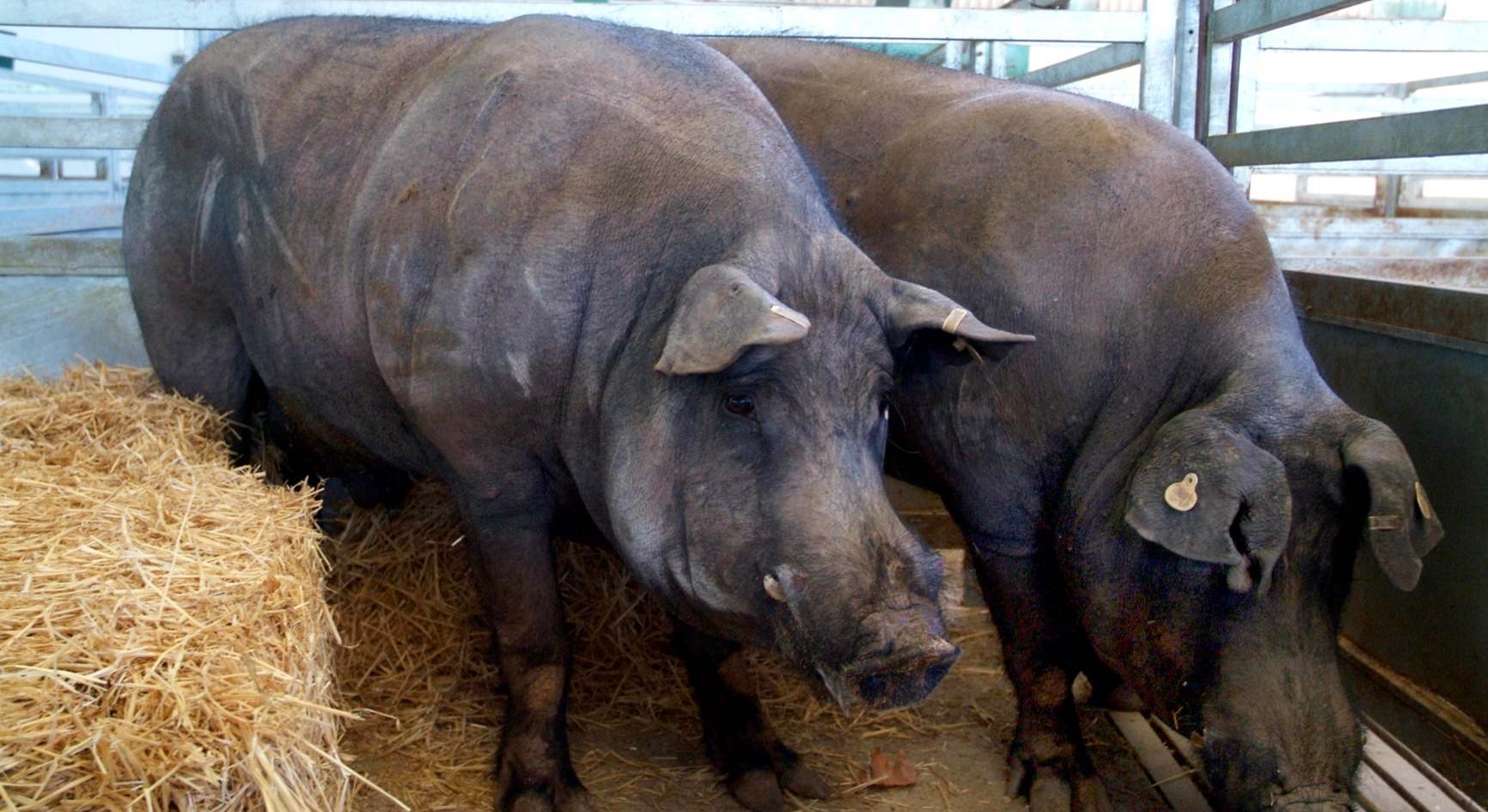Cerdo Ibérico