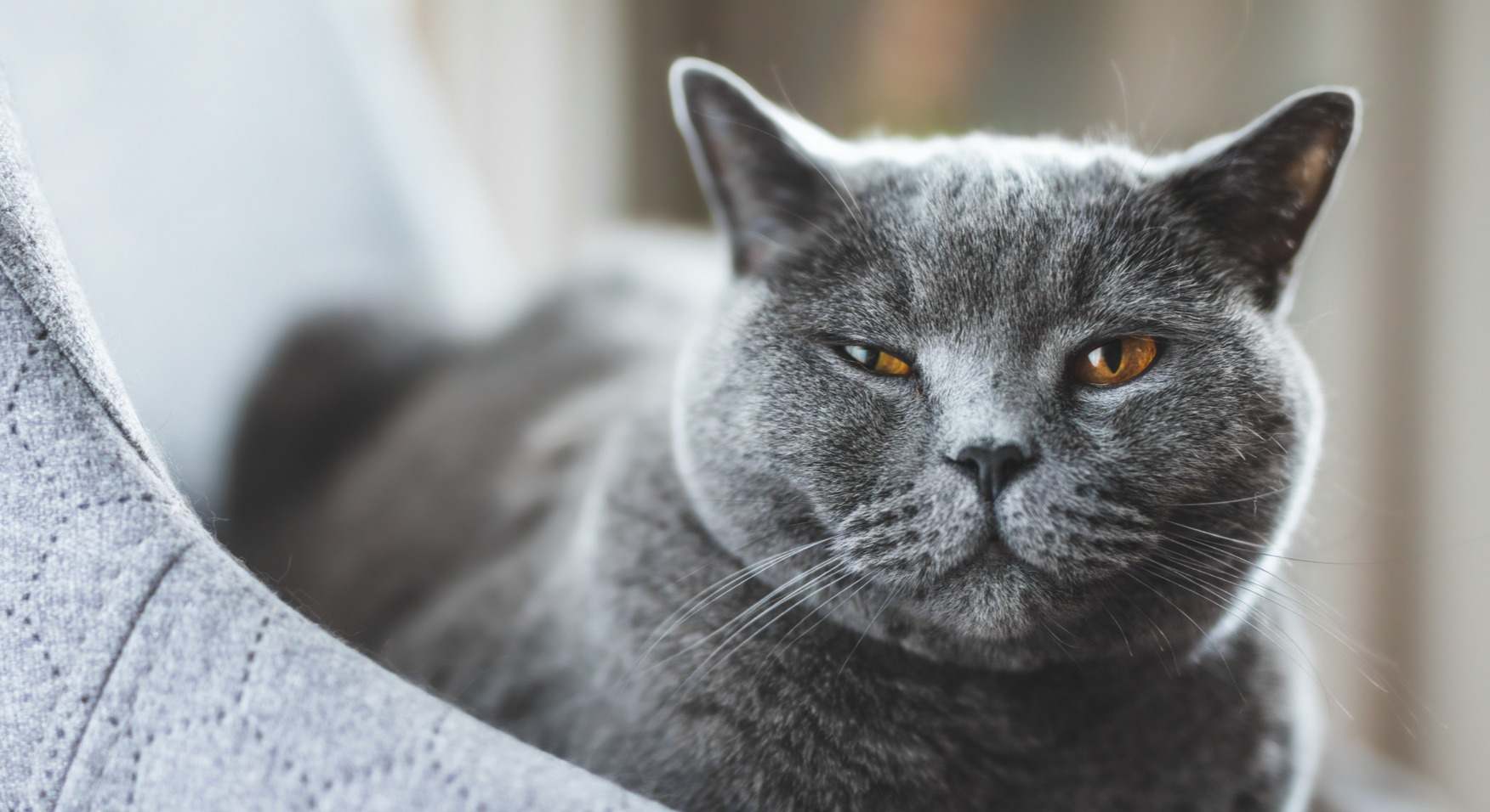 Gato mirando con los ojos entrecerrados. / Foto: iStock