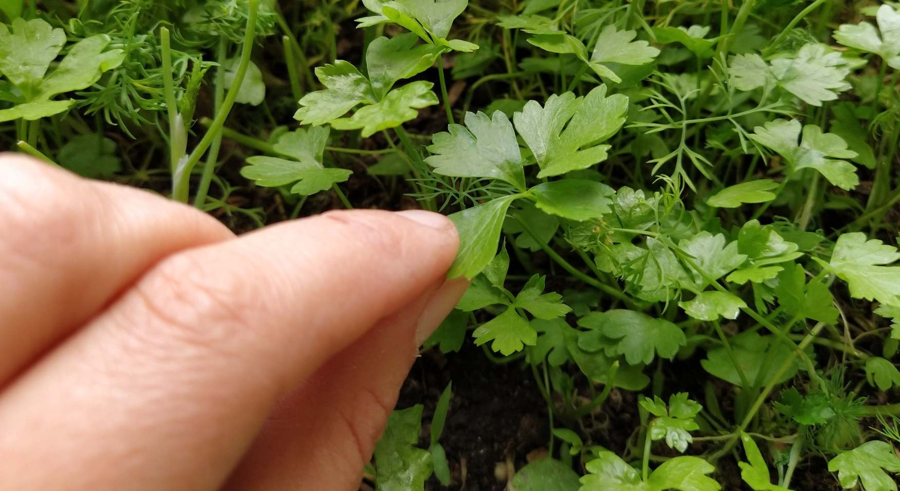 Mano tocando una hoja de perejil