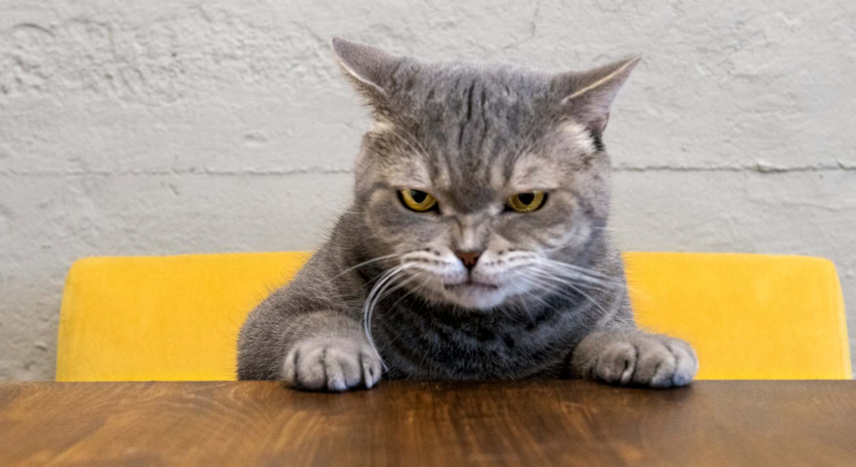 Gato con gesto de enfado y rencor. / Foto: iStock