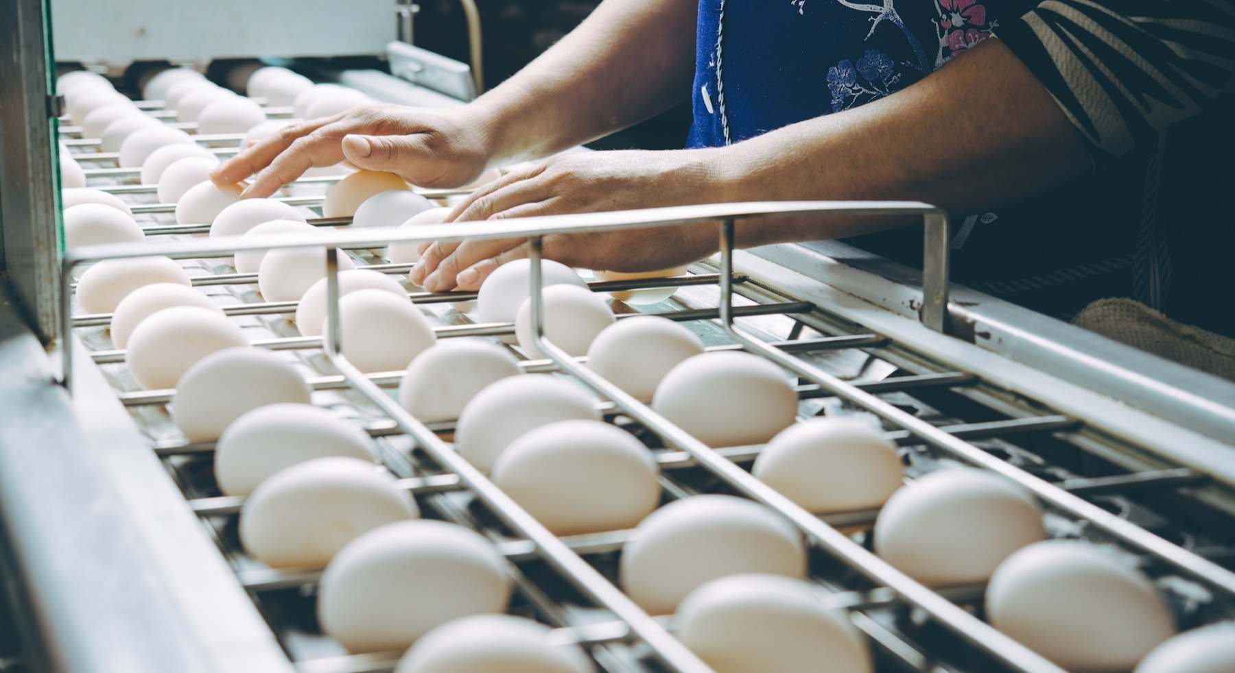 Procesado de huevos